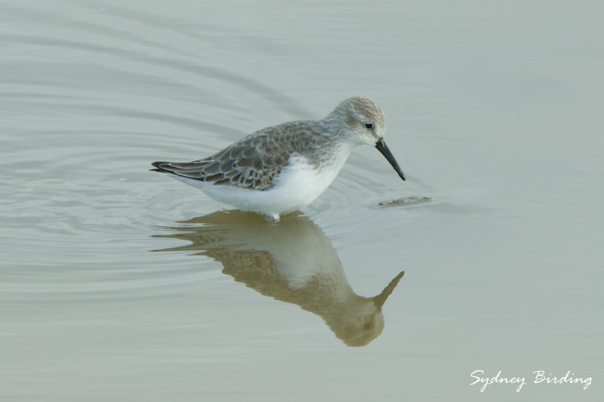 西濱鷸 - ML646332371