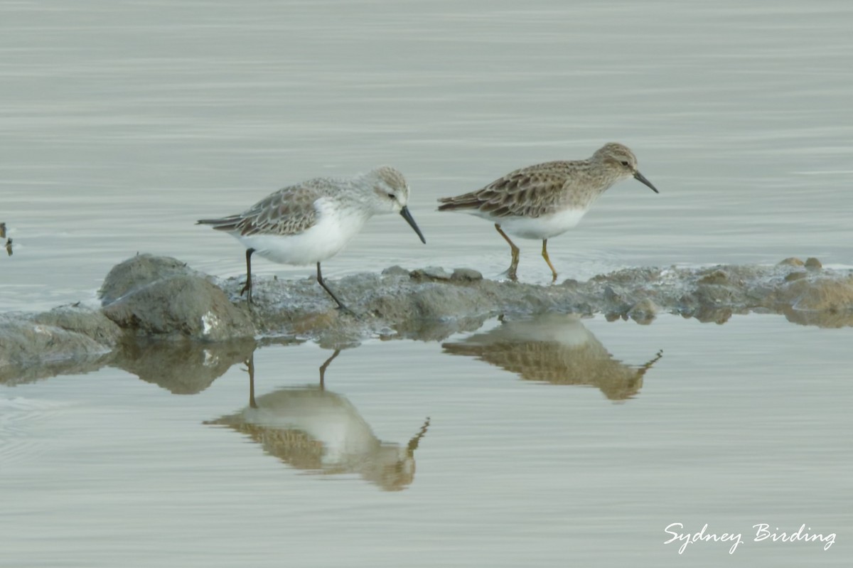 西濱鷸 - ML646332373