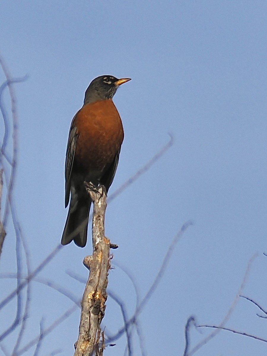 American Robin - ML646332379