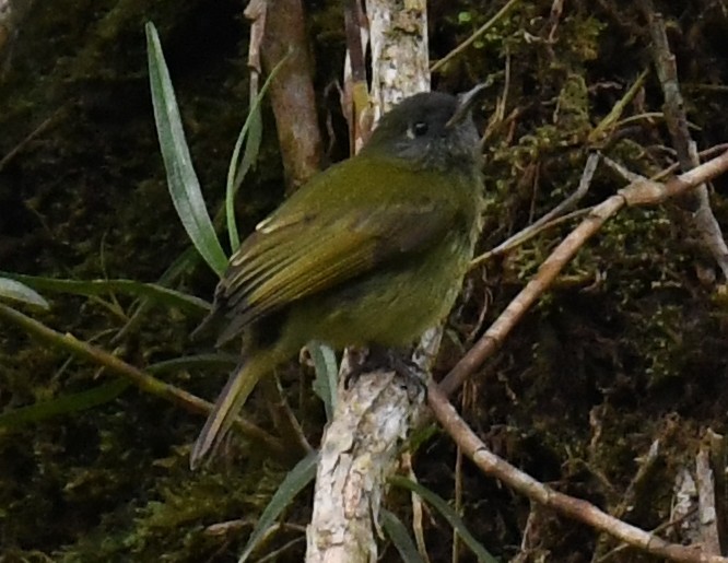 Streak-necked Flycatcher - ML646332381