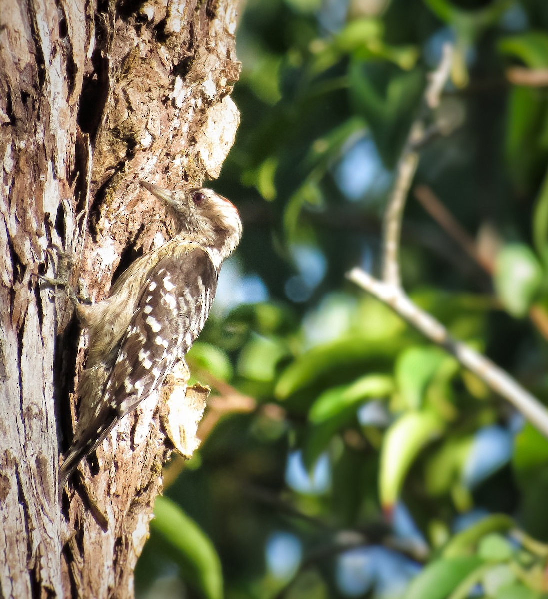 strakapoud šedočelý - ML646332388