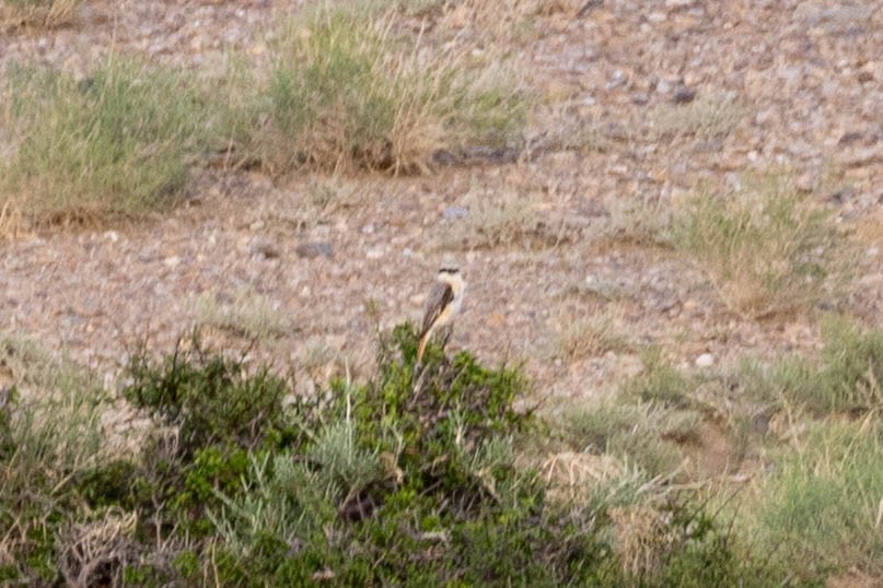 Alcaudón Isabel - ML646332392