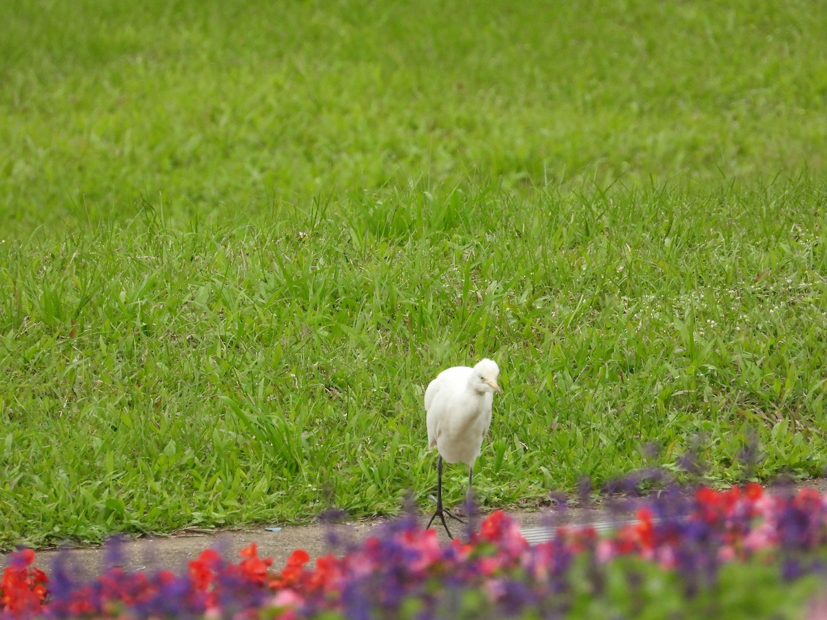 Eastern Cattle-Egret - ML646332393