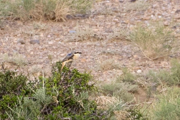 Alcaudón Isabel - ML646332395