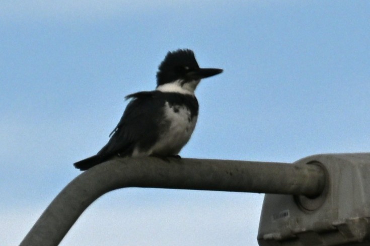 rybařík pruhoprsý - ML646332396