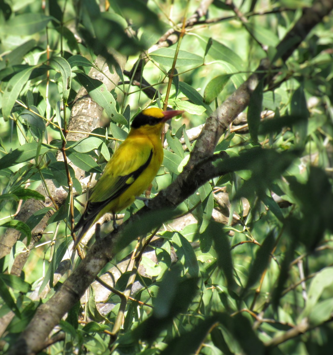 žluva černošíjná - ML646332397