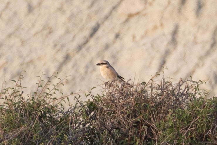 Alcaudón Isabel - ML646332400