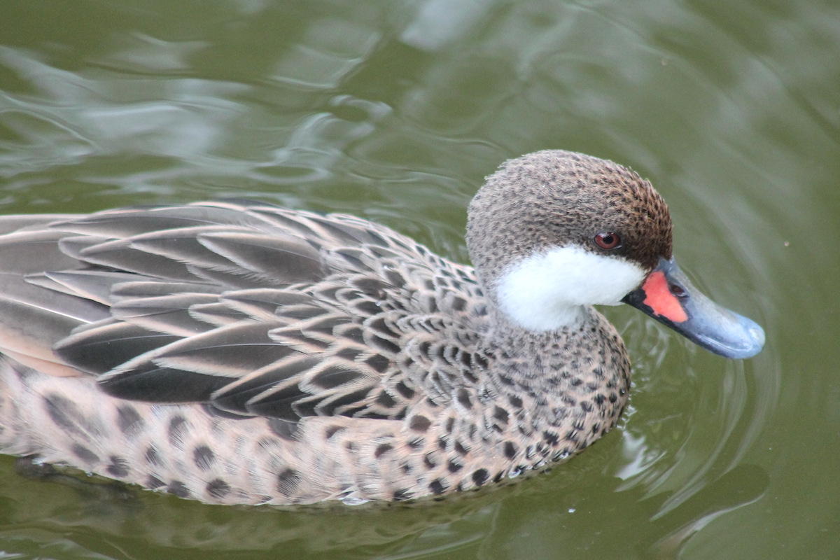 Шилохвіст білощокий - ML646332406