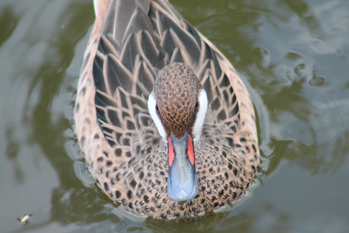 Шилохвіст білощокий - ML646332407