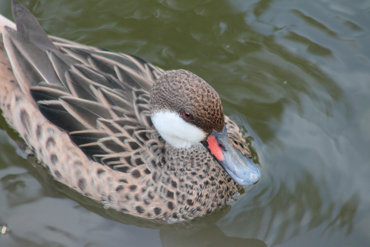 Шилохвіст білощокий - ML646332408