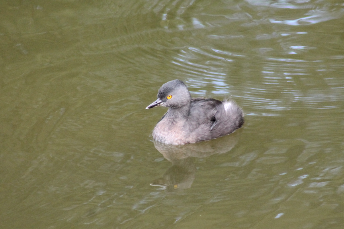 Пірникоза домініканська - ML646332412