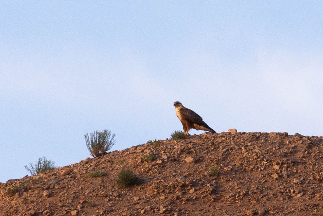 Buse féroce - ML646332414