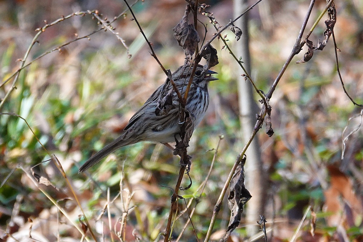 Song Sparrow - ML646332423