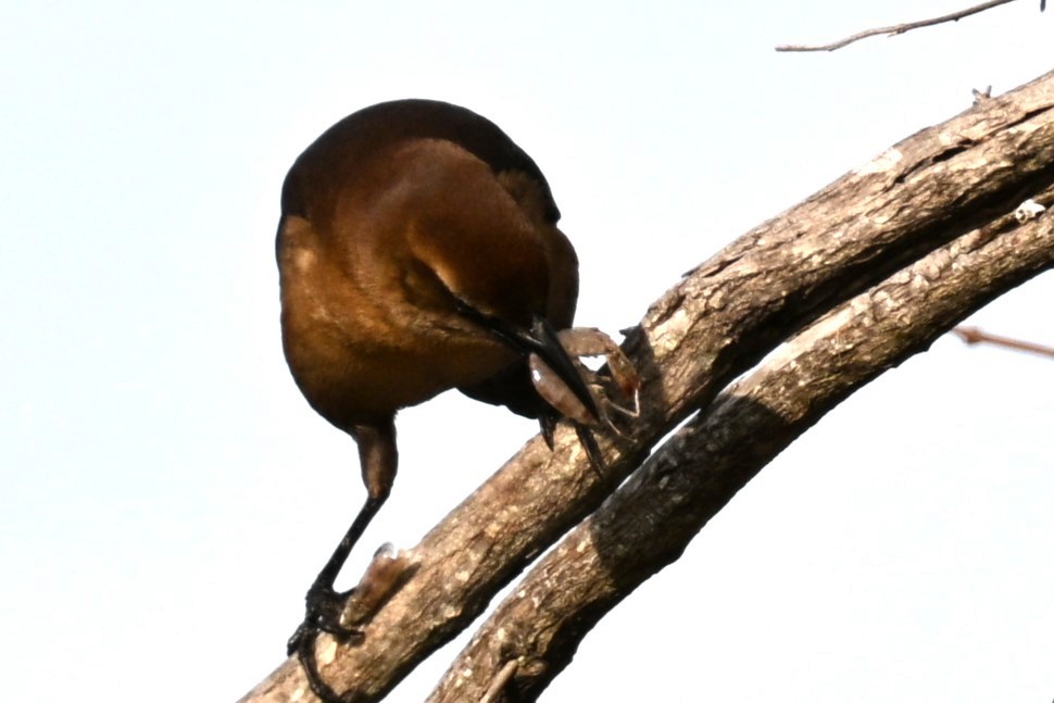 Boat-tailed Grackle - ML646332431