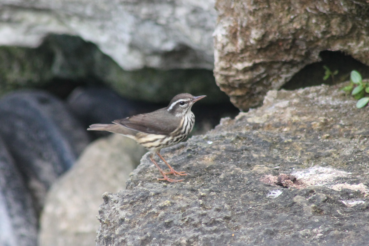 Смугастоволець білобровий - ML646332432