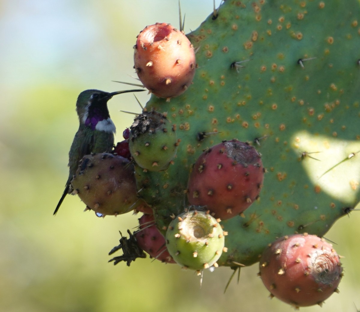 Beautiful Hummingbird - ML646332436