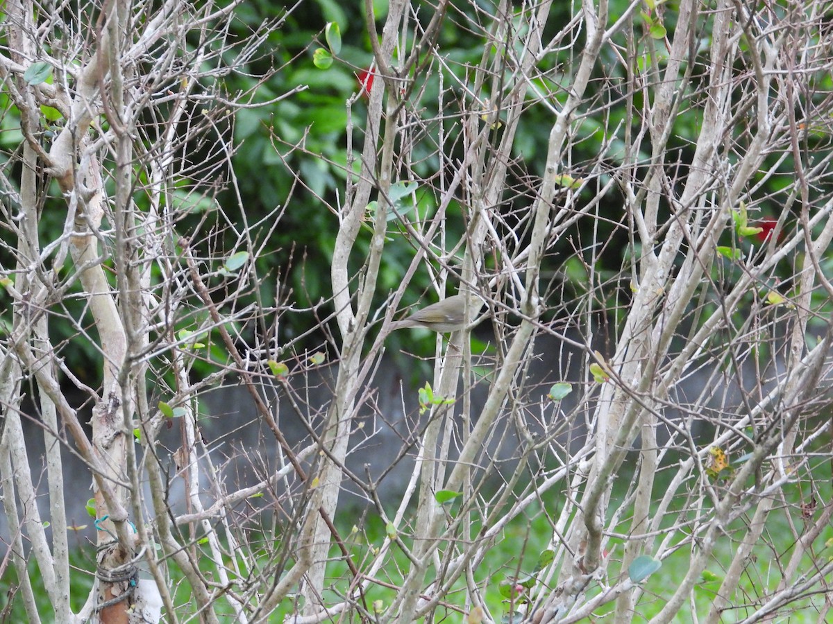 Arctic Warbler - ML646332437