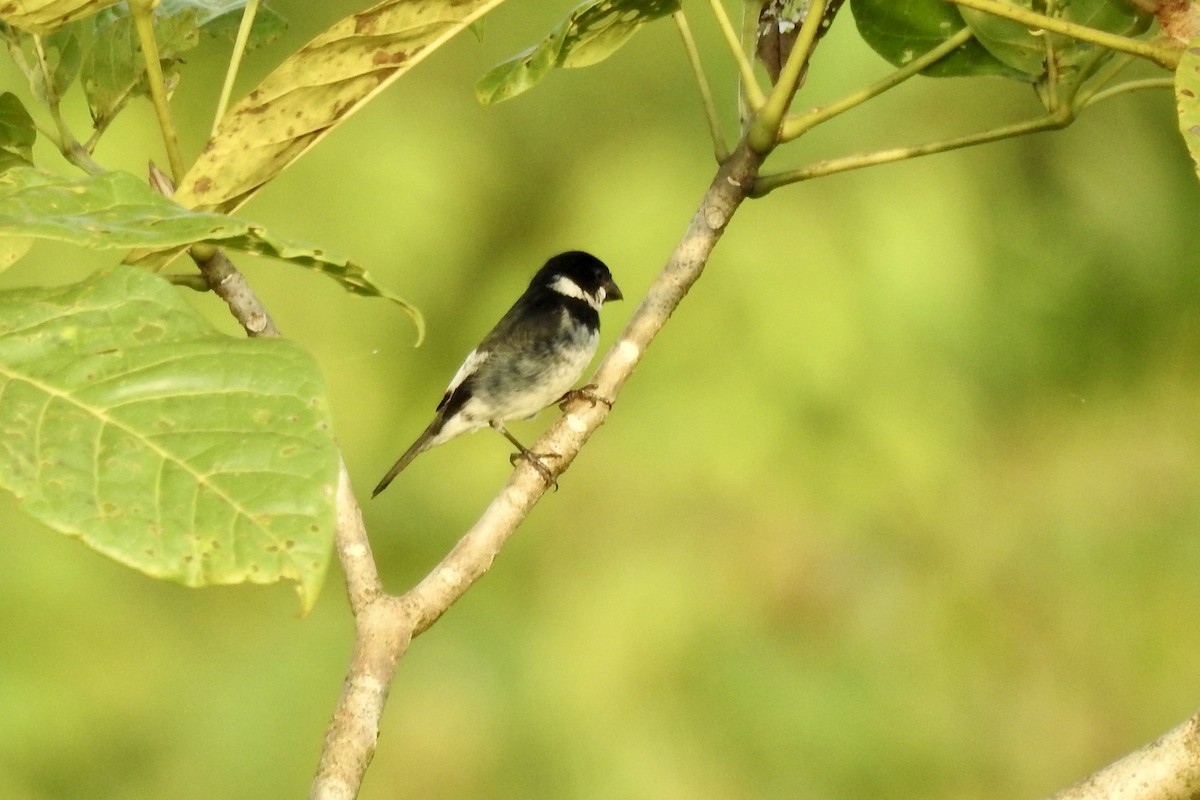 Variable Seedeater - ML646332438