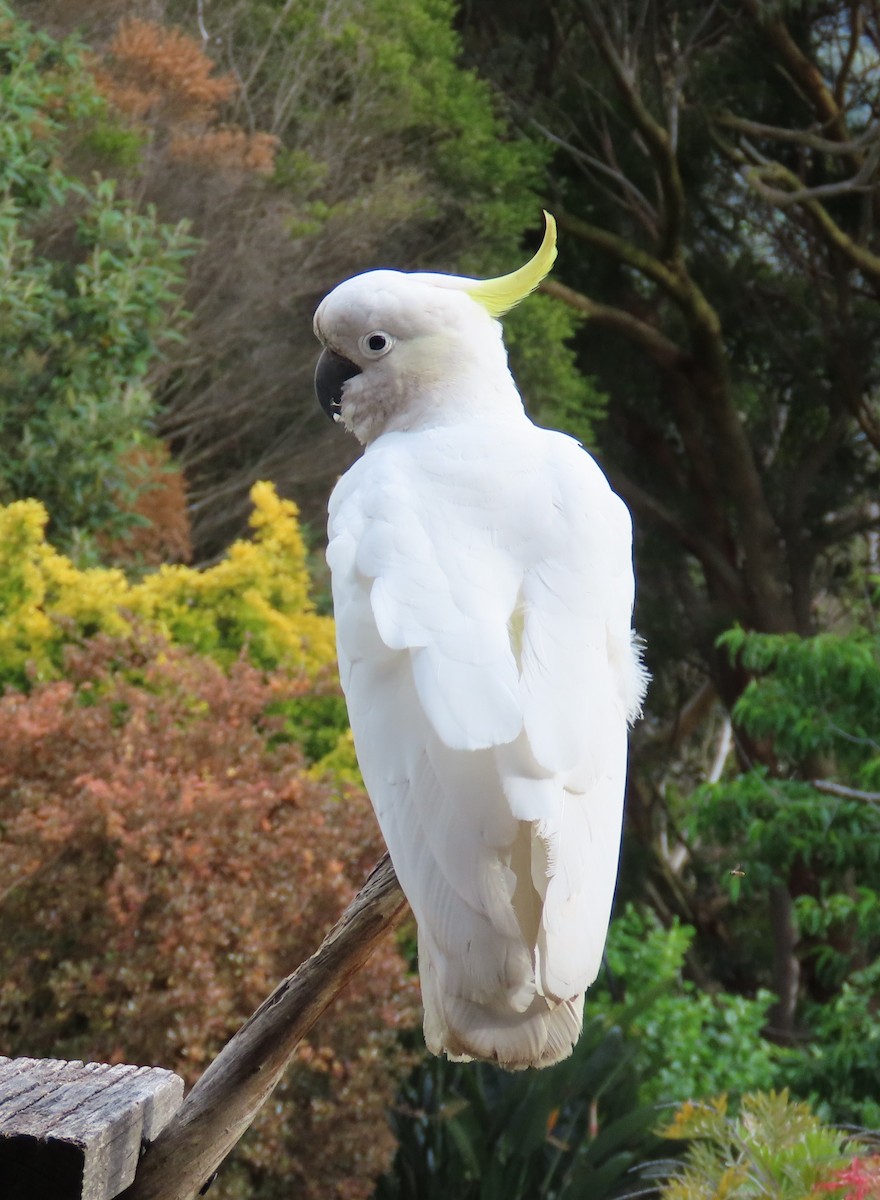 Sulphur-crested Cockatoo - ML646332439