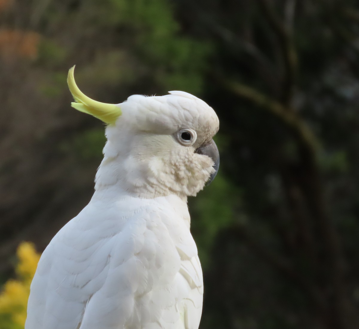 Sulphur-crested Cockatoo - ML646332440