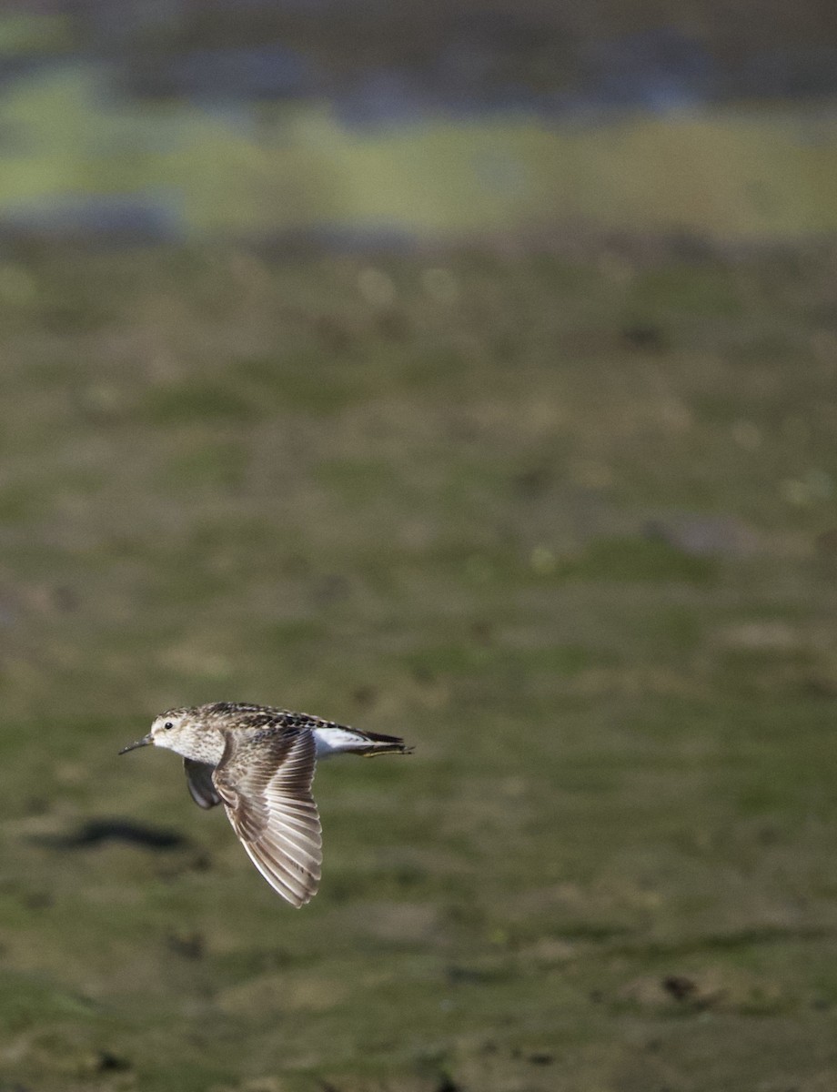 Least Sandpiper - ML646332444