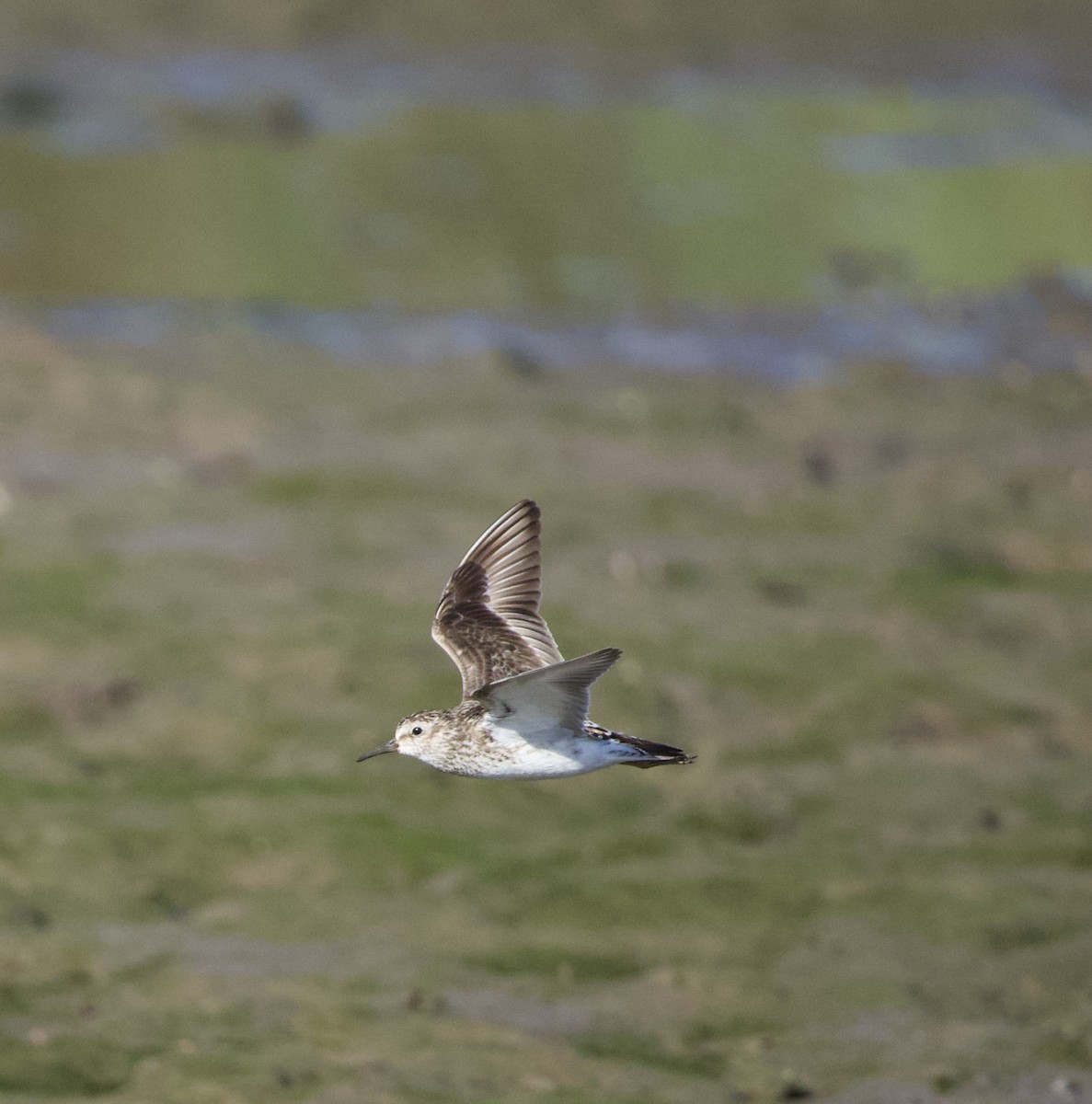 Least Sandpiper - ML646332445