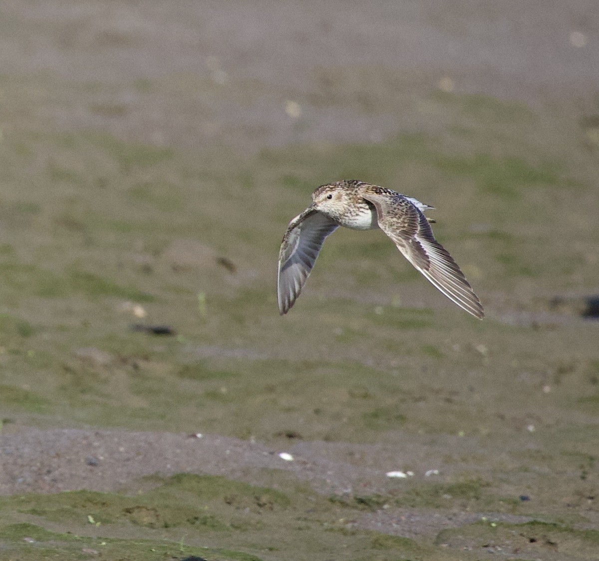 Least Sandpiper - ML646332446