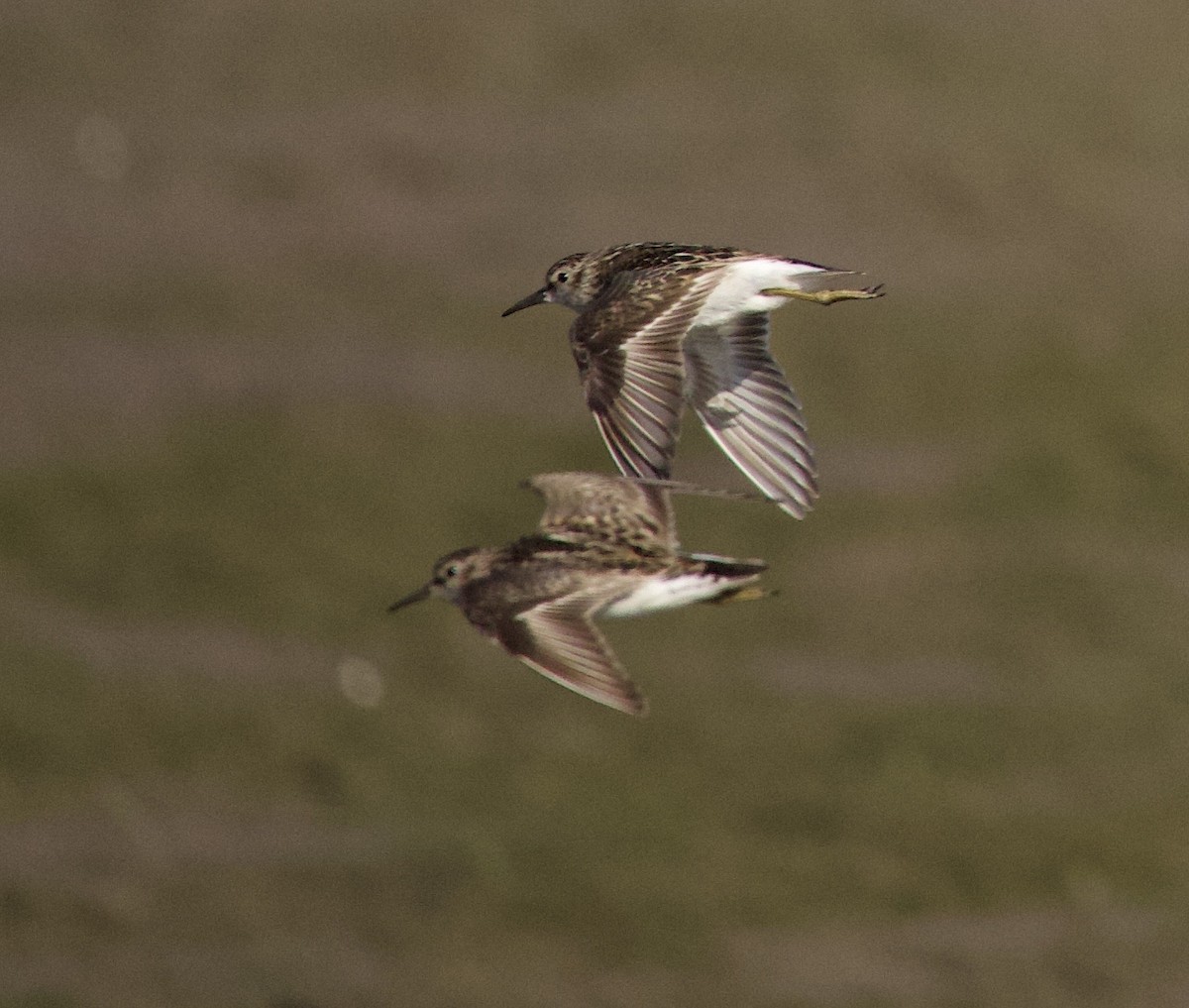 Least Sandpiper - ML646332447