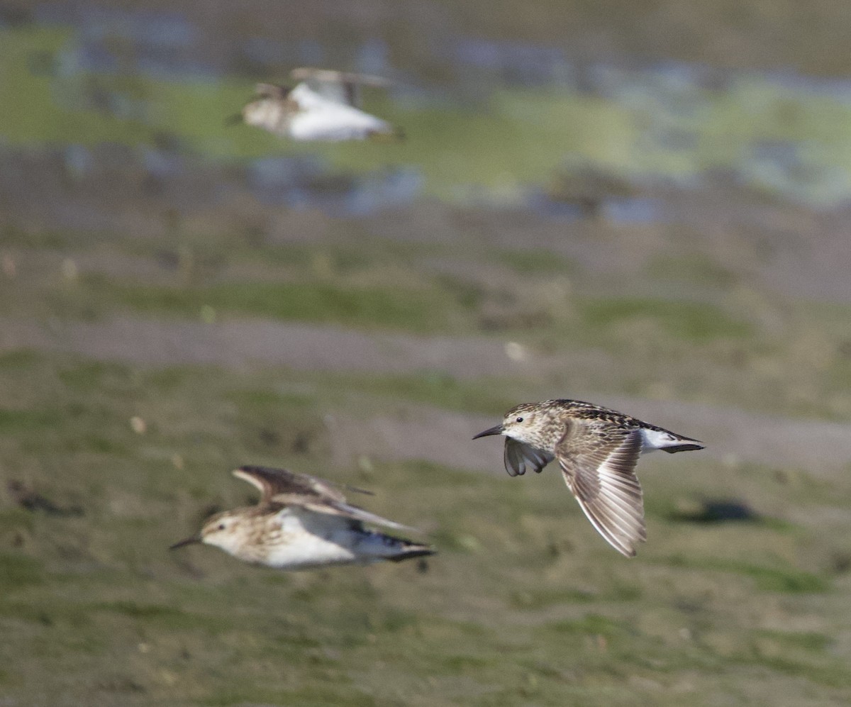 Least Sandpiper - ML646332448