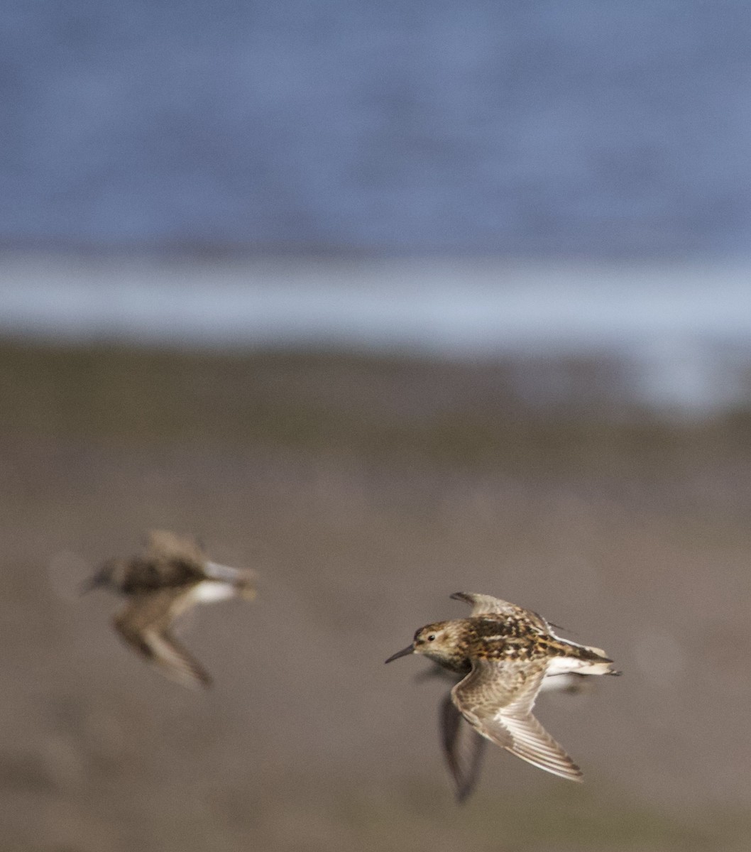 Least Sandpiper - ML646332450