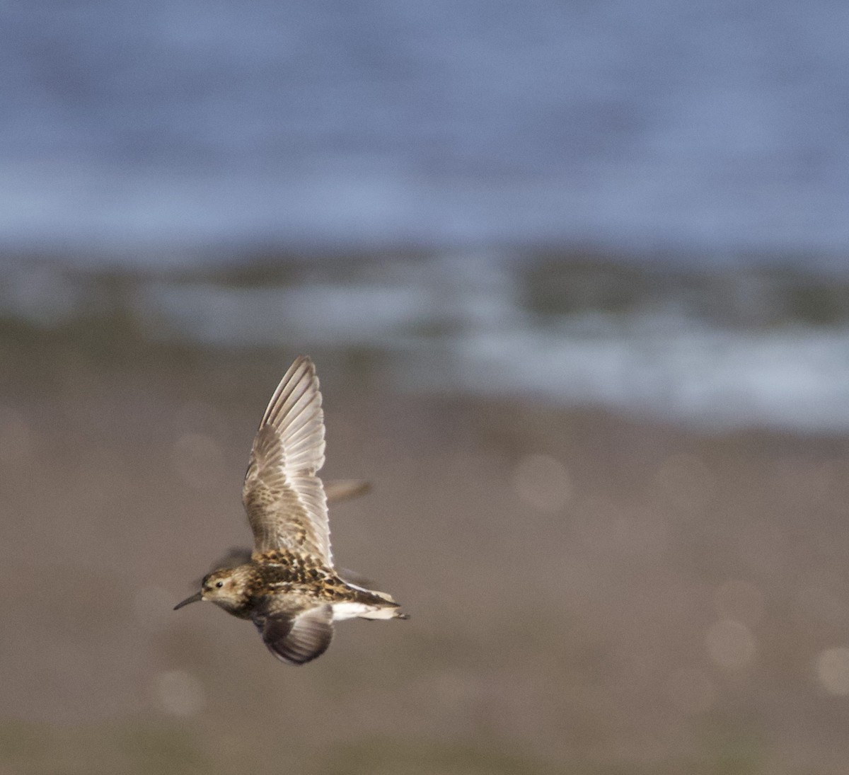 Least Sandpiper - ML646332451