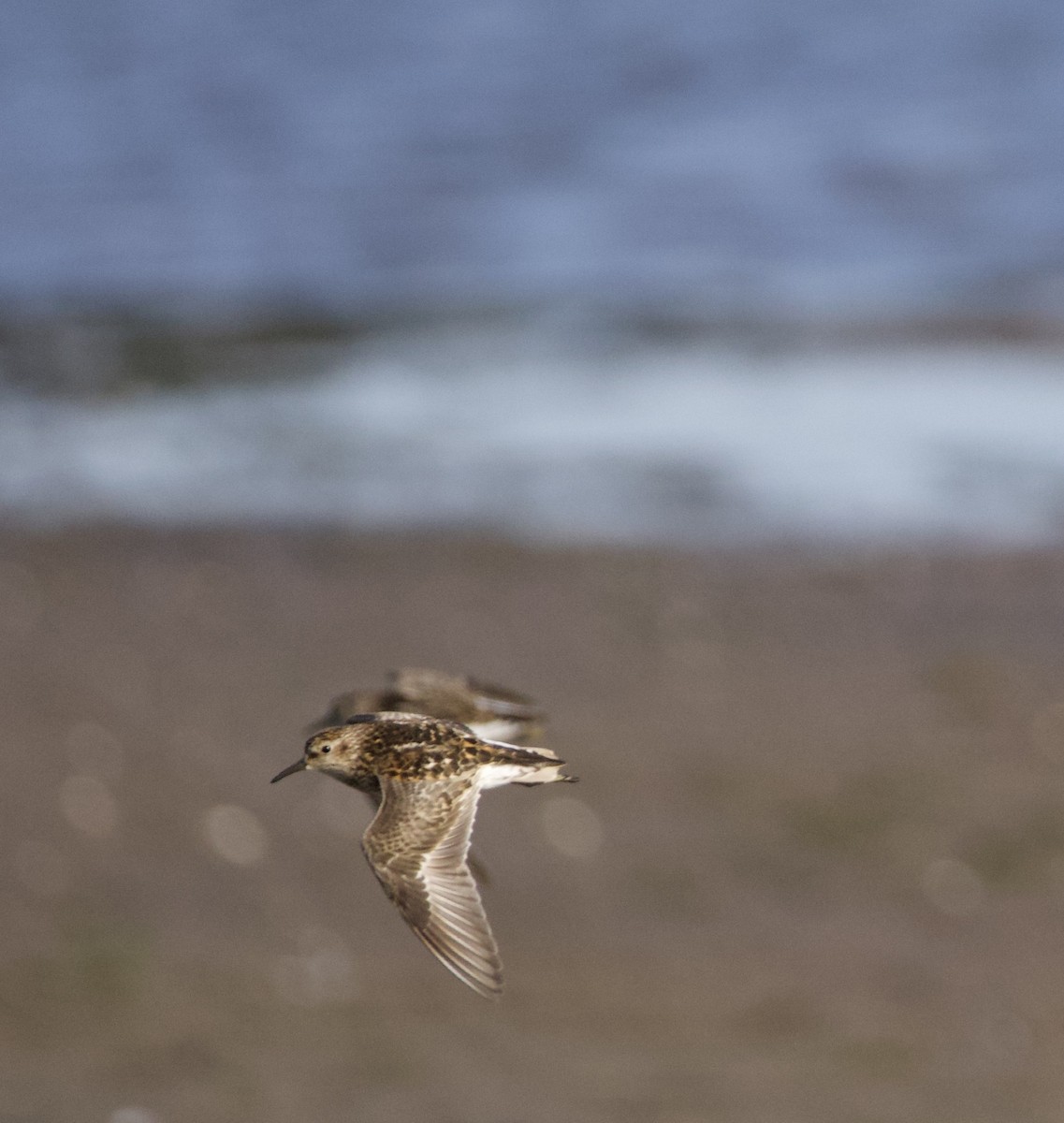 Least Sandpiper - ML646332452