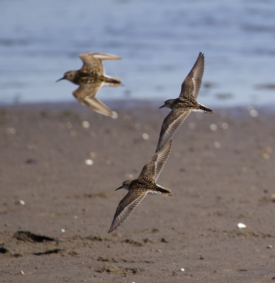 Least Sandpiper - ML646332453