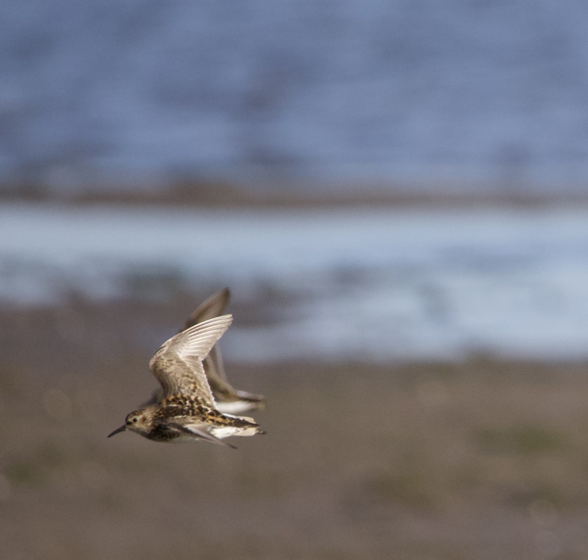 Least Sandpiper - ML646332454