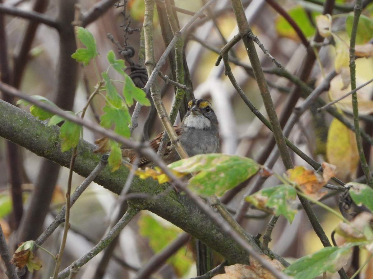 White-throated Sparrow - ML646332457