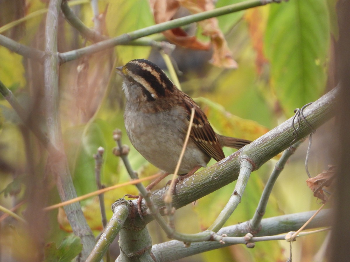 White-throated Sparrow - ML646332458