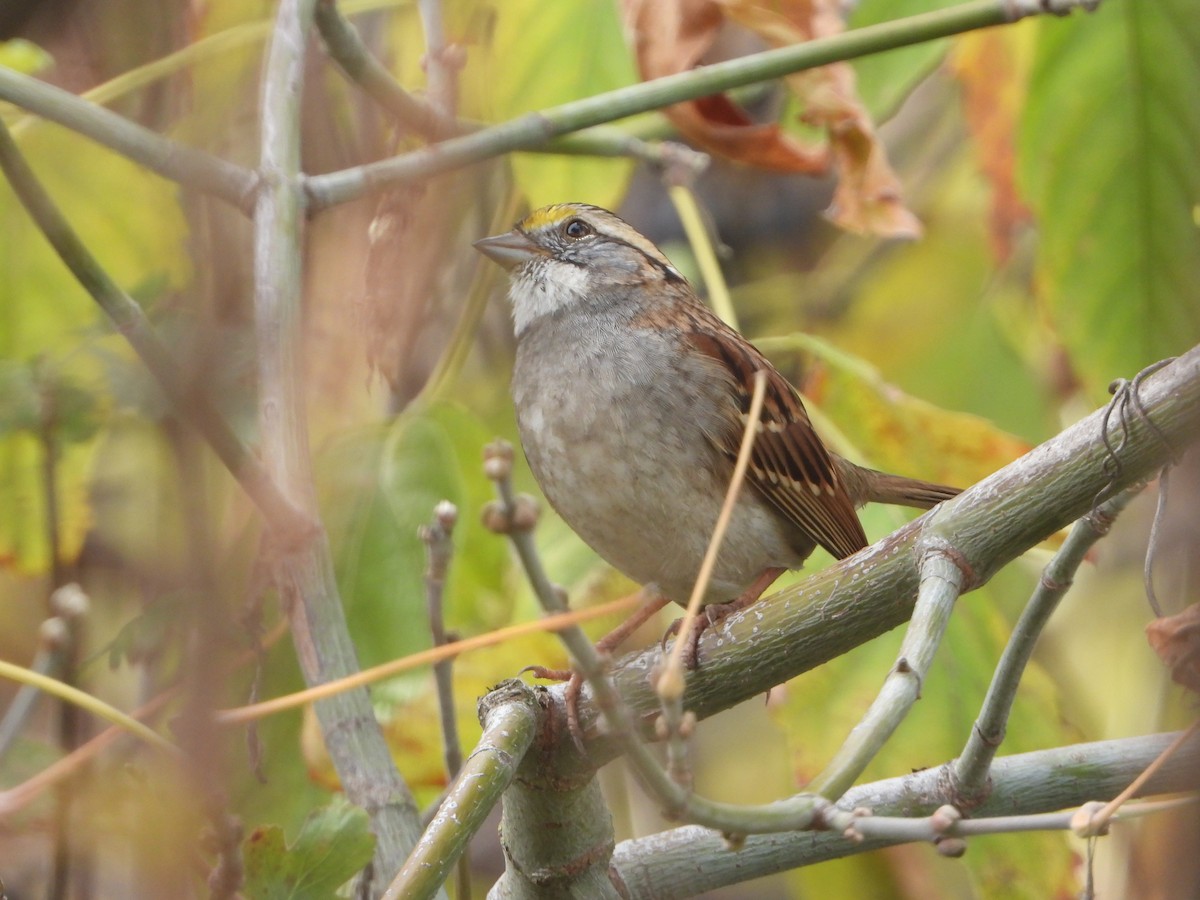 White-throated Sparrow - ML646332459