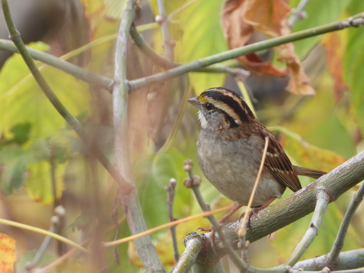 White-throated Sparrow - ML646332460