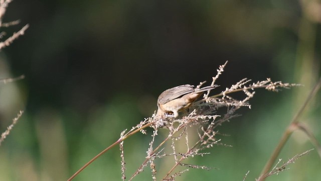 Sporophila sp. - ML646332461