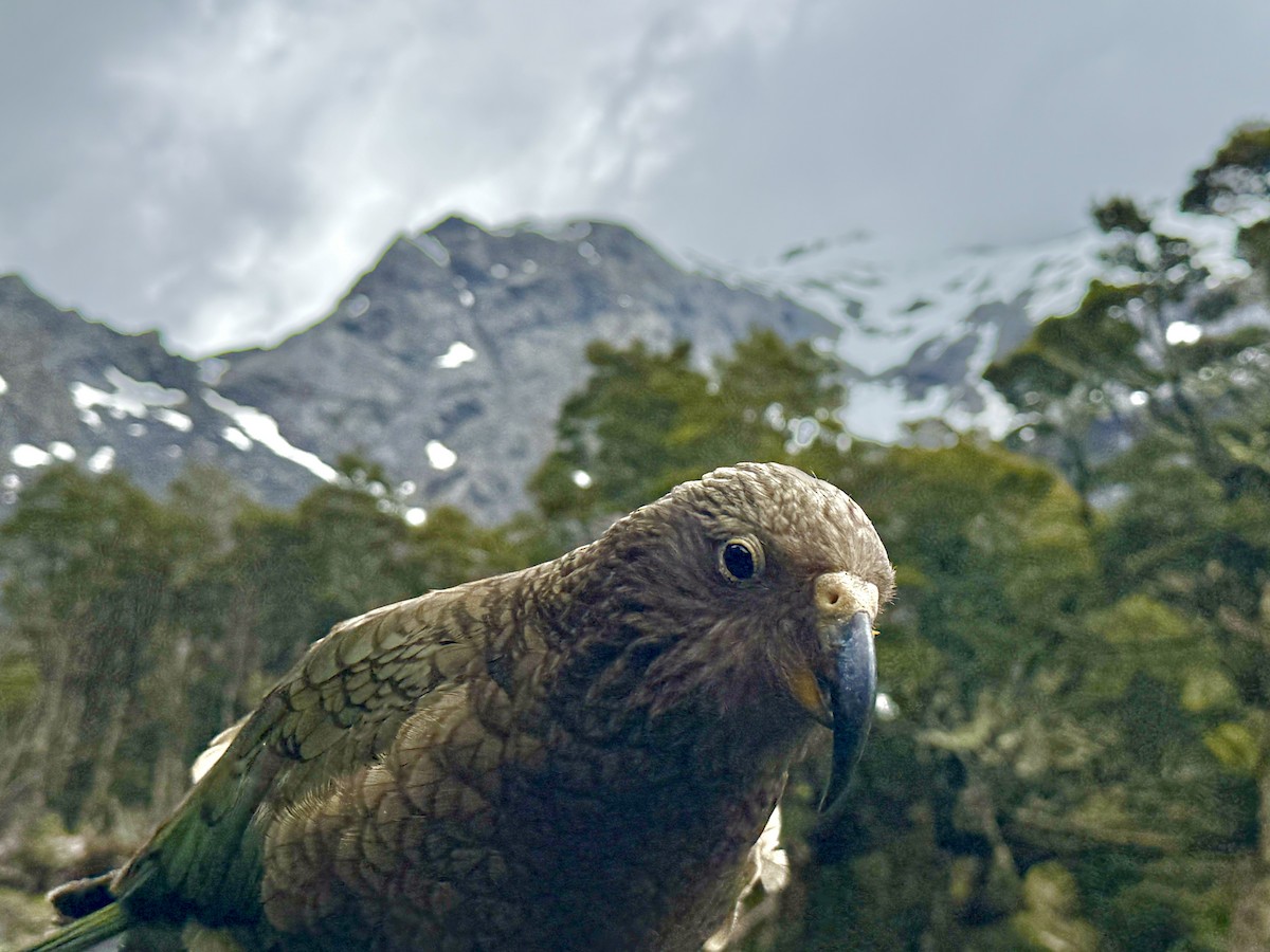 Kea - ML646332464