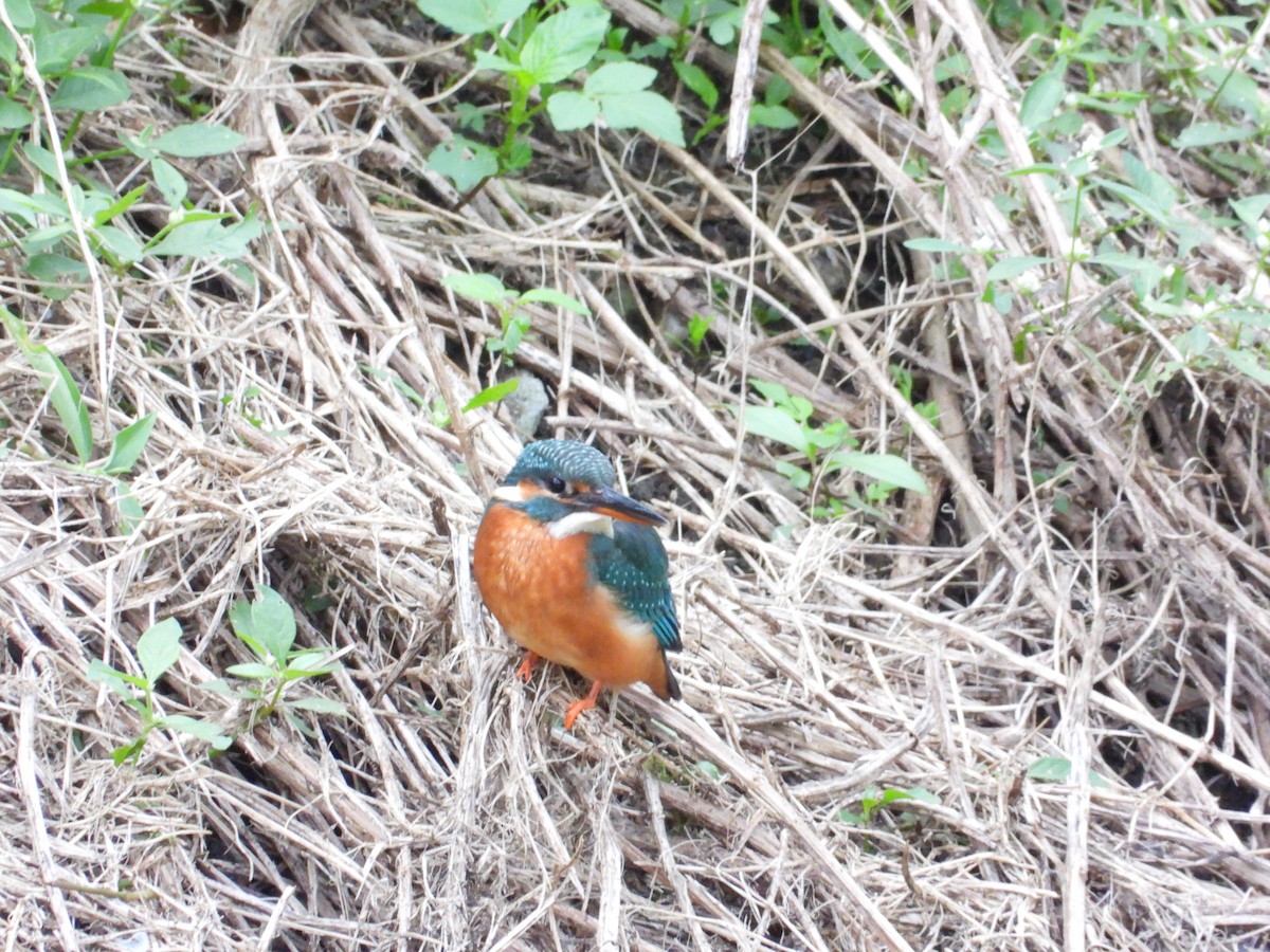 Common Kingfisher - ML646332474