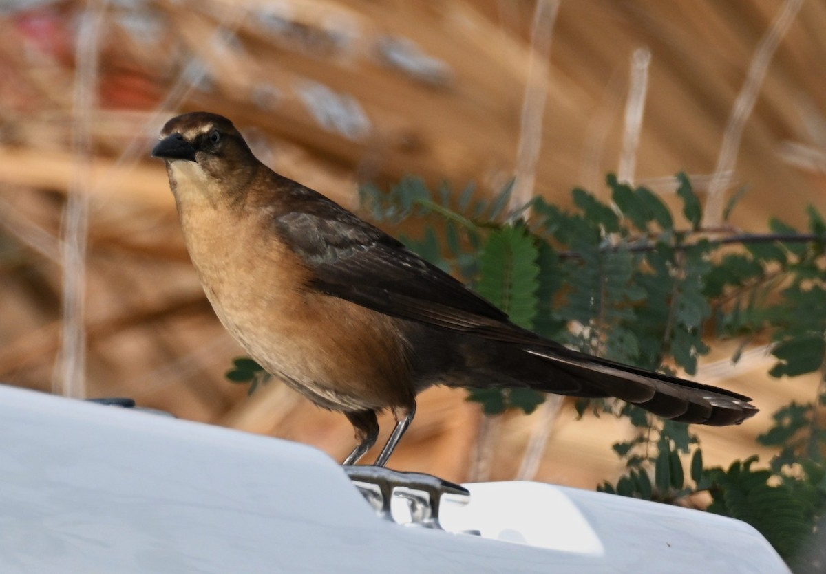 Boat-tailed Grackle - ML646332481