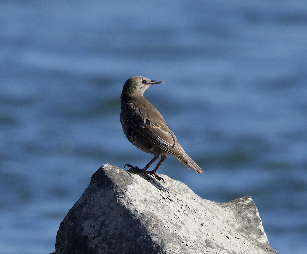 European Starling - ML646332482