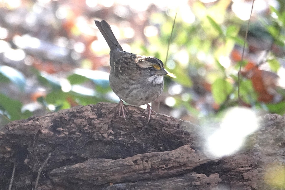 White-throated Sparrow - ML646332483