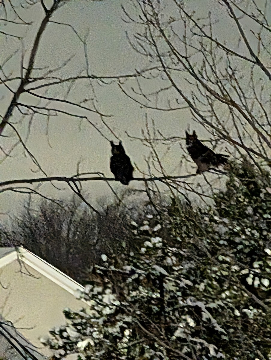 Great Horned Owl - ML646332486