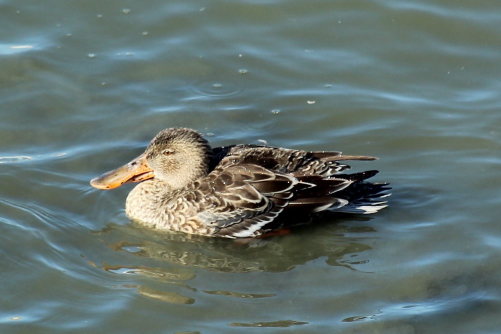 Mestolone - ML646332491