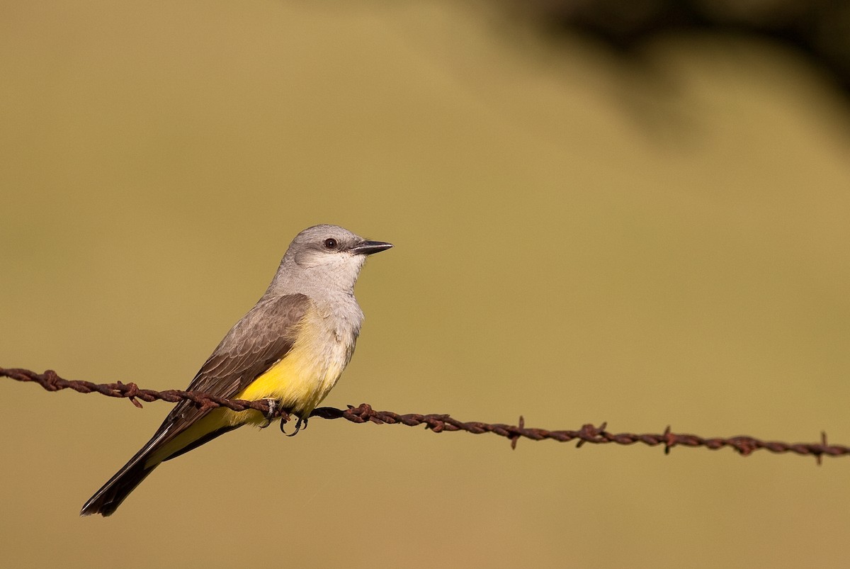 Western Kingbird - ML646332501