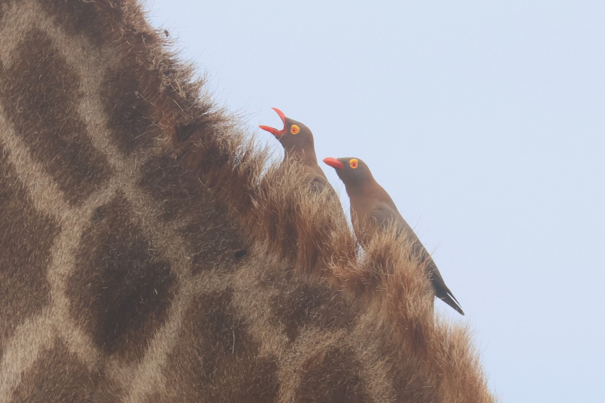 Red-billed Oxpecker - ML646332502