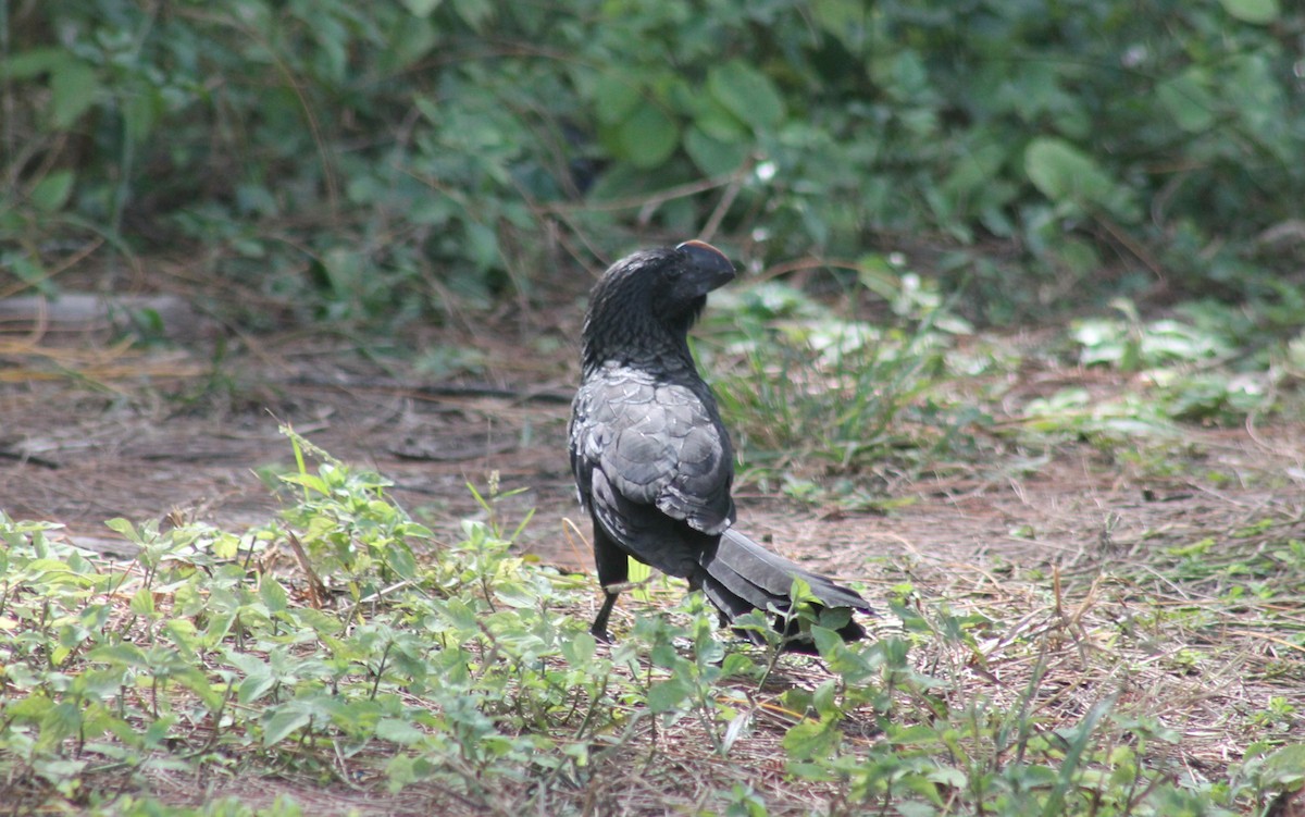 Ані товстодзьобий - ML646332503