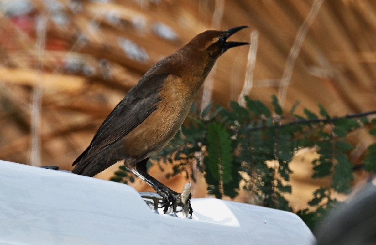 Boat-tailed Grackle - ML646332504